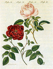 Pintura de dos cultivars del segle XVIII