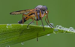 Schnepfenfliege (von Makro Freak)