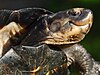 An adult black marsh turtle with its head extended and showing the curved shape of its jaws which resemble a smile.