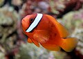 Amphiprion frenatus