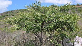 Vachellia pennatula