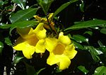 Allamanda (Allamanda catharica)