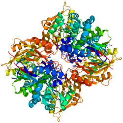 Arginin-Deiminase