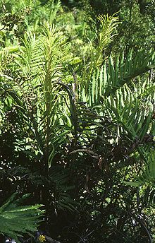 Blechnum chilense 2.jpg