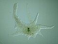 Chaos carolinense (Amoebozoa), amibe géante.