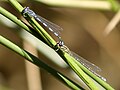 Coenagrion mercuriale tàndem