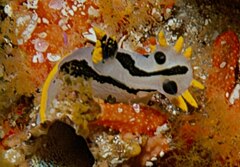 Description de l'image Crowned polycera capensis.jpg.