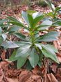 Daphne laureola