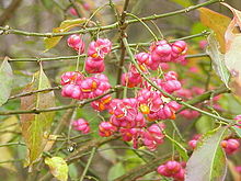 Evrópu beinviður (Euonymus europaeus)