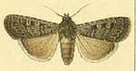 Euxoa eruta – Specimen