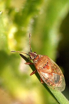 Skaidriasparnė dirvablakė (Kleidocerys resedae)