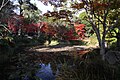 鯉沢の池