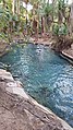 Mataranka Thermal Springs.