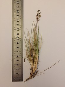 P. gunnii form at an altitude of 1200 m from mid-south central Tasmania. Photo: Frank Bird