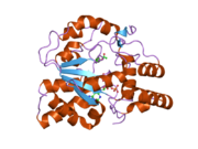 1z29: Crystal Structures of SULT1A2 and SULT1A1*3: Implications in the bioactivation of N-hydroxy-2-acetylamino fluorine (OH-AAF)