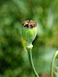 File:Papaver April 2010-9.jpg