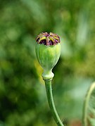 File:Papaver April 2010-9.jpg (2012-06-10)