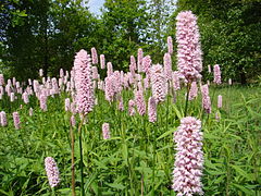 Schlangenknöterich (Bistorta officinalis)