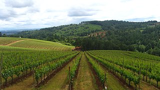 Vigne enherbée tondue dans le rang et désherbée sous le rang