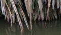 Pandanus prop root structures.