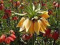 Yellow Crown Imperial - Native flower of the Nochiya Region