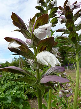 Virágzó balkáni medveköröm (Acanthus hungaricus)