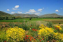 Soft rolling hills, a blue sky and green pastures, with small bushes covered in bright orange and yellow flowers in the foreground.