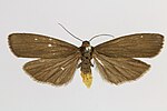 Atolmis rubricollis – Specimen