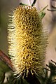 One of your B. marginata photos, caught just as anthesis is finishing up. The bottom two-thirds is post-anthesis, but in the top third only a few flowers have reached anthesis. I call this a little later into anthesis than ideal.