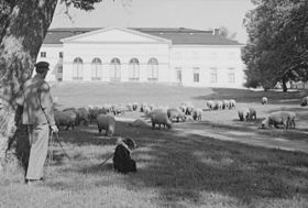 Drottningholms slottspark fårbete.jpg