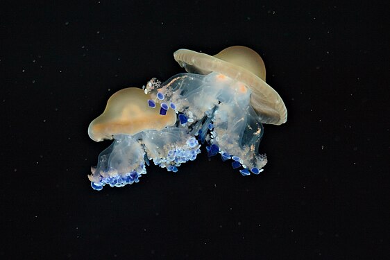 Pastel-colored fried egg jellyfishes in the aquarium of Rostock Zoo, Rostock, Germany