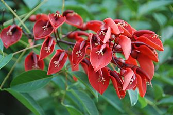 Zeiboa, oilar-gandorra (Erythrina crista-galli)