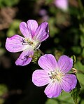 Thumbnail for List of flora of Ohio