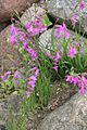 Gladiolus illyricus au jardin botanique d'Aarhus, Danemark.