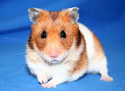 Guldhamster