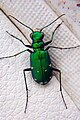 Cicindela sexguttata