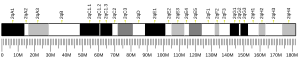 Chromosome 2 (mouse)