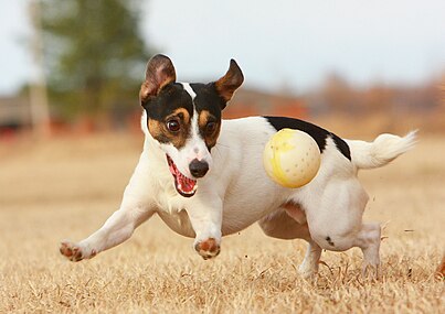 2002 blev det möjligt att registrera jack russell terrier, den kom då genast in på topplistan.