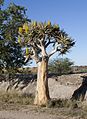 A planta durante a florada no Parque Nacional de Augrabies, África do Sul.