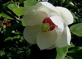 Magnoliopsida