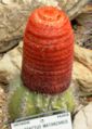 Цефалий на Melocactus matanzanus