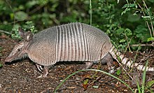 Brown armadillo