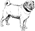 Pug (PSF).png