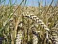 Triticum aestivum