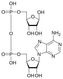 Adenosine diphosphate ribose.svg