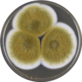 Aspergillus tamarii growing on MEAOX plate