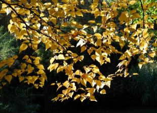 Mange af birkearterne har gule høstfarver. Her er det kamtjatkabirk (Betula ermanii).