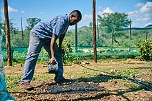 A man working biochar into soil in a greenhouse