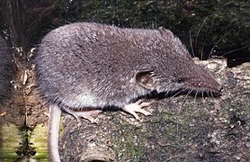 Chițcan de grădină (Crocidura suaveolens)