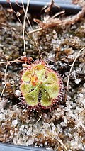 na foto se mostra a exuberante Drosera burmannii, com sua mucilagem bem definida ao redor das folhas